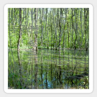 Wetlands in The Forest Magnet